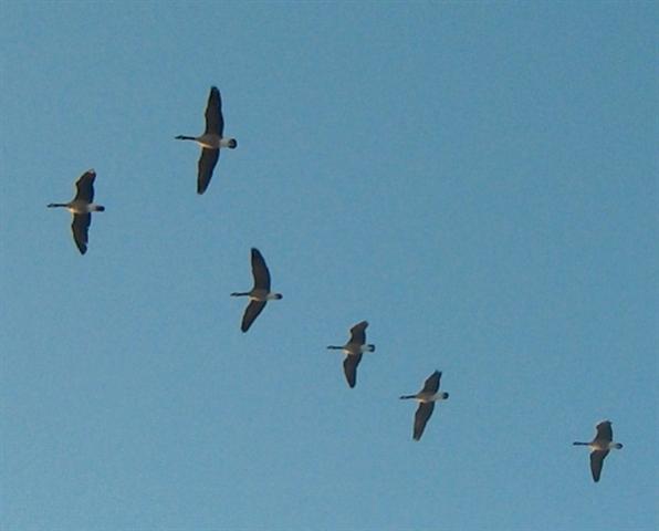  Canada Goose 