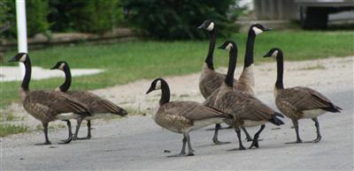  CANADA GOOSE 