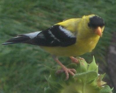  GOLD FINCH 