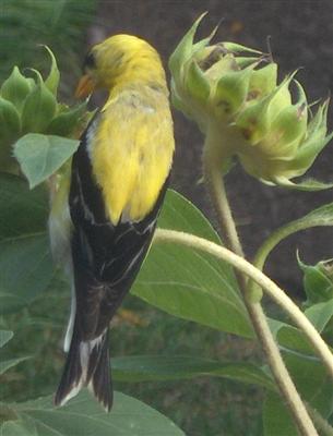  GOLD FINCH 