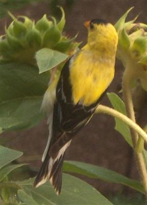  GOLD FINCH 