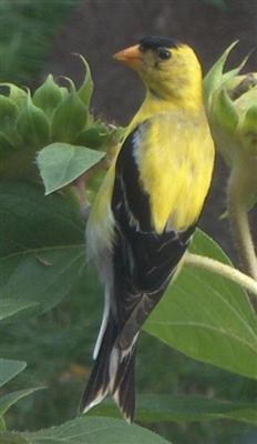  GOLD FINCH 