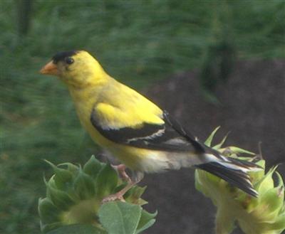  GOLD FINCH 