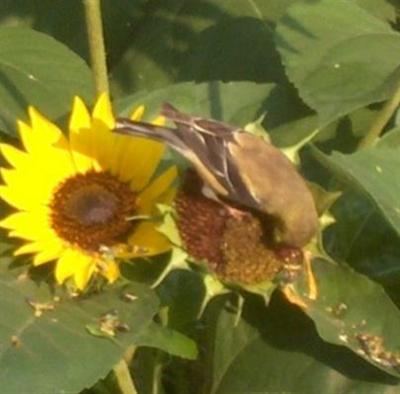  GOLD FINCH 