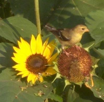  GOLD FINCH 