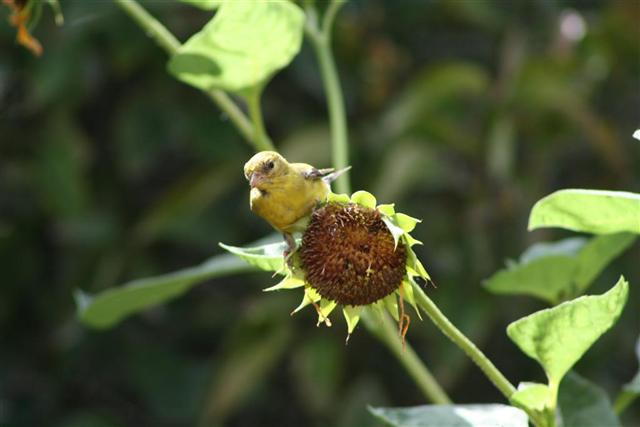  GOLD FINCH 