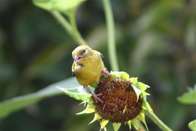  GOLD FINCH 