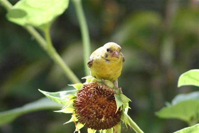  GOLD FINCH 