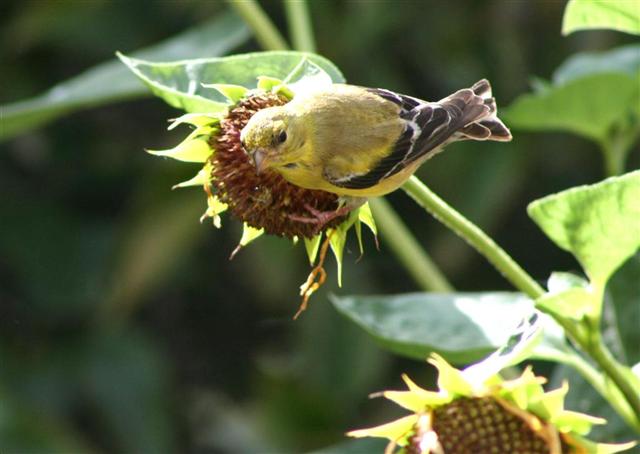  GOLD FINCH 