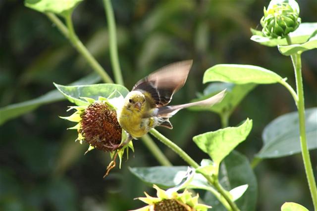  GOLD FINCH 