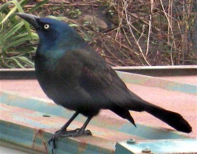  COMMON GRACKLE 