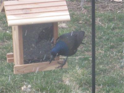  COMMON GRACKLE 