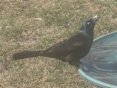  COMMON GRACKLE 