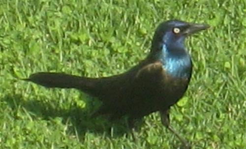  COMMON GRACKLE 