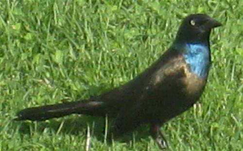  COMMON GRACKLE 