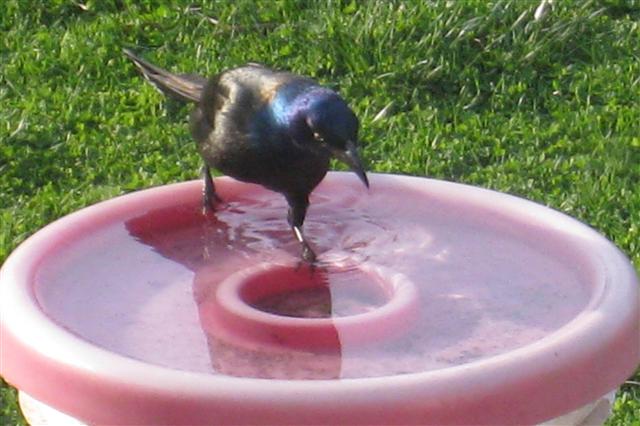  COMMON GRACKLE 