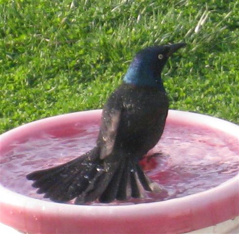  COMMON GRACKLE 