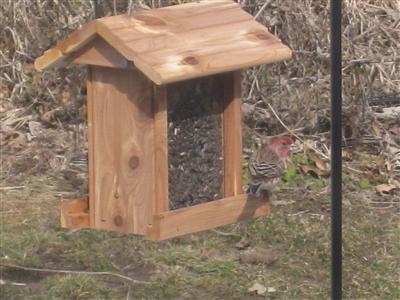  Pine Grosbeak 