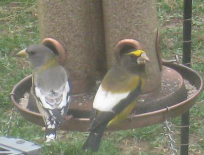  Evening Grosbeak 