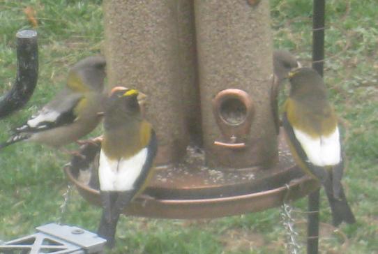  Evening Grosbeak 