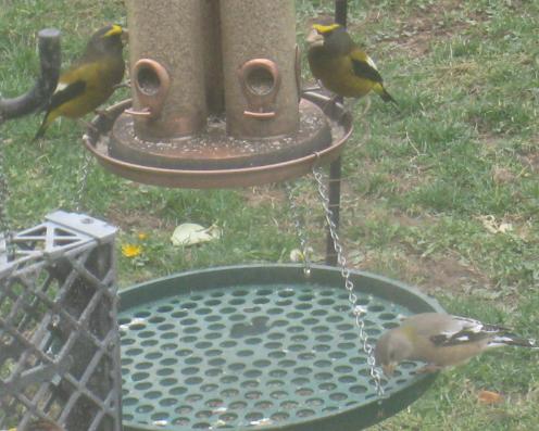 Evening Grosbeak 
