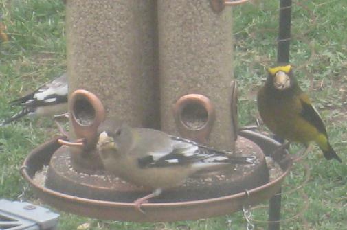  Evening Grosbeak 
