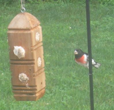  Rose-breasted Grosbeak 