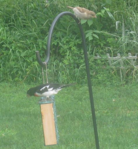  Rose-breasted Grosbeak 