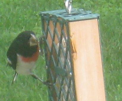  Rose-breasted Grosbeak 