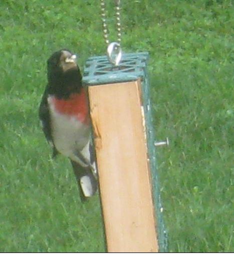  Rose-breasted Grosbeak 