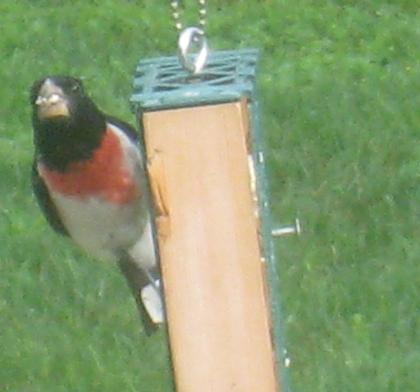  Rose-breasted Grosbeak 