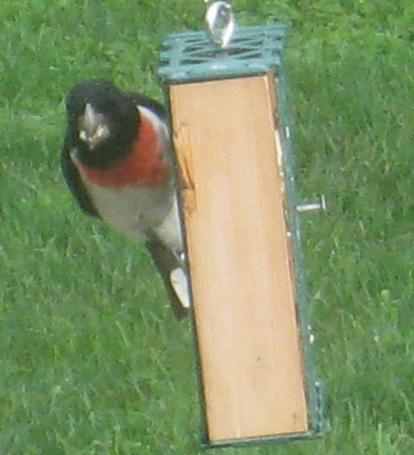  Rose-breasted Grosbeak 