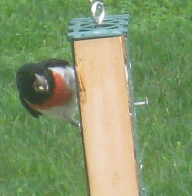  Rose-breasted Grosbeak 