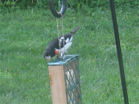  Rose-breasted Grosbeak 