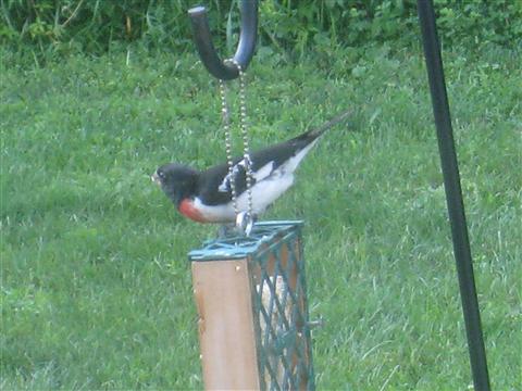  Rose-breasted Grosbeak 