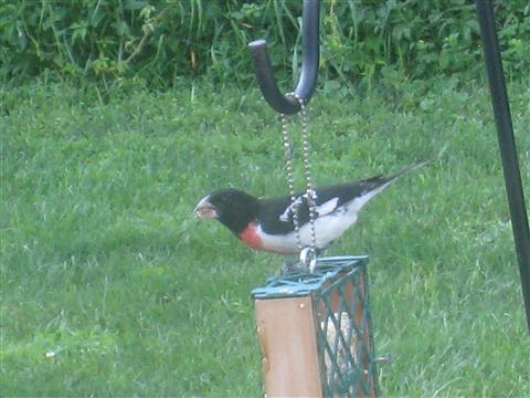  Rose-breasted Grosbeak 