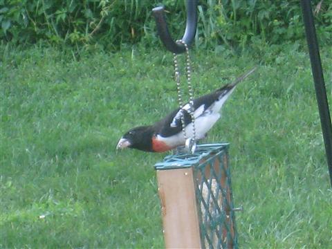  Rose-breasted Grosbeak 