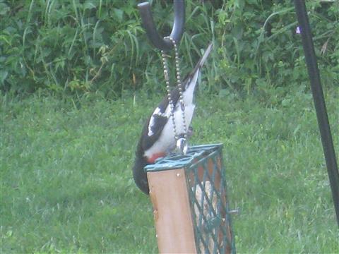  Rose-breasted Grosbeak 