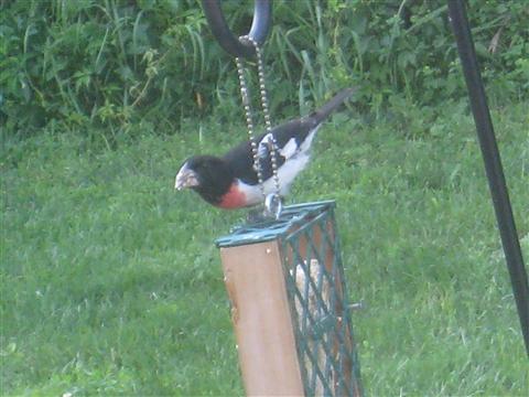  Rose-breasted Grosbeak 
