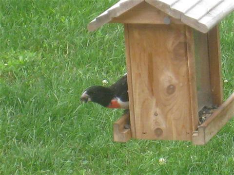  Rose-breasted Grosbeak 