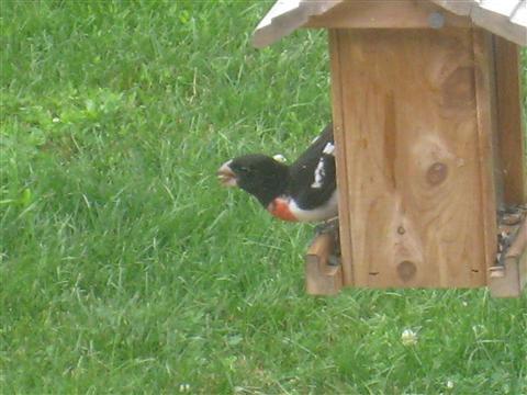  Rose-breasted Grosbeak 