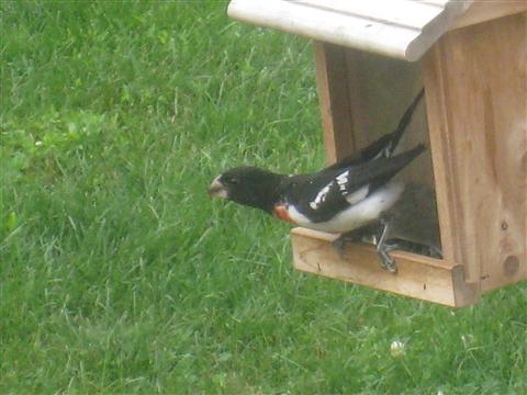  Rose-breasted Grosbeak 