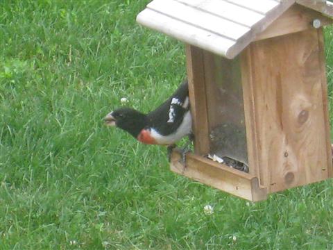  Rose-breasted Grosbeak 