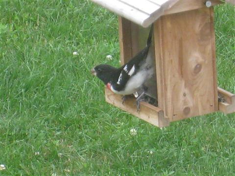  Rose-breasted Grosbeak 