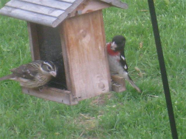  Rose-breasted Grosbeak 