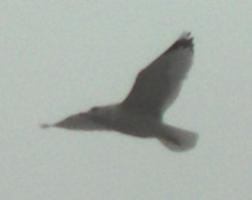  CALIFORNIA GULL 