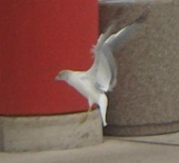  CALIFORNIA GULL 