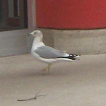  CALIFORNIA GULL 