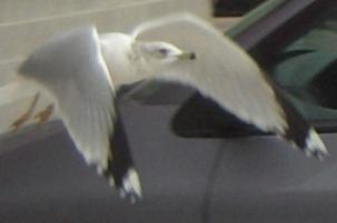 CALIFORNIA GULL 
