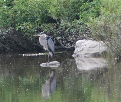  Great Blue Heron 